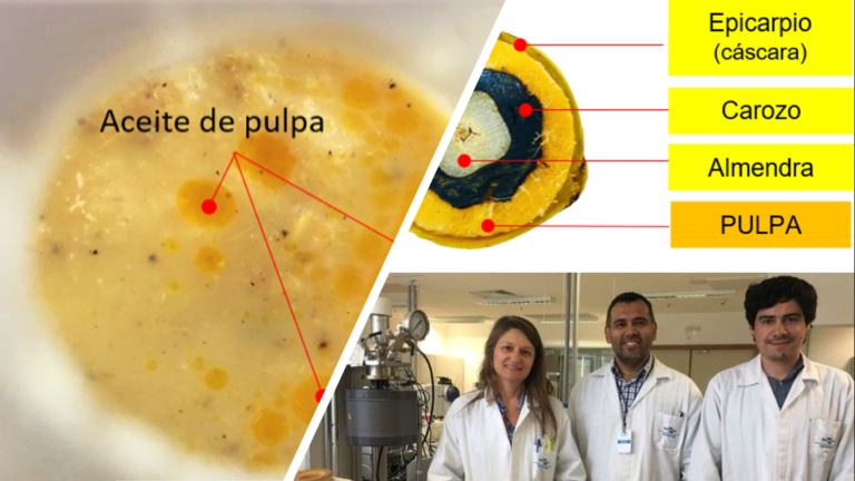 La FCQ-UNA y EMPRAPA-Brasil estudian nuevo proceso de extracción de aceite de pulpa de coco