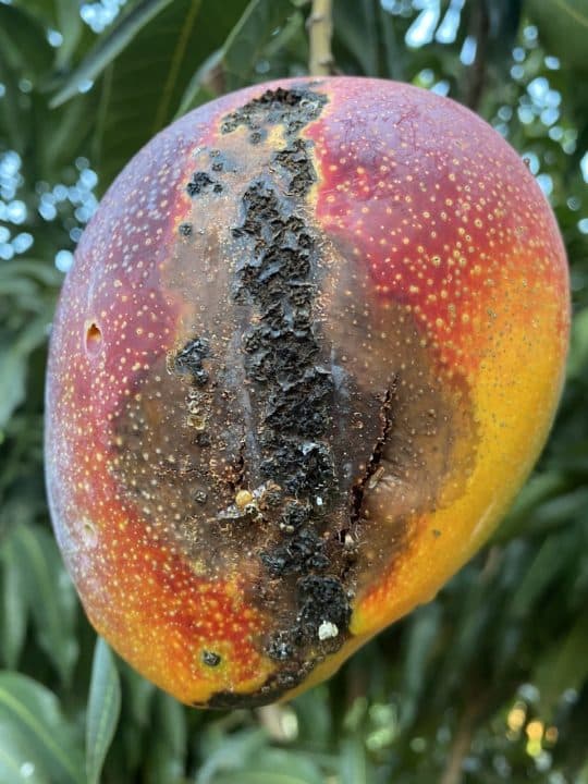 El Cancro o Mancha Negra del Mango (𝘔𝘢𝘯𝘨𝘪𝘧𝘦𝘳𝘢 𝘪𝘯𝘥𝘪𝘤𝘢 𝘓.) - Universidad