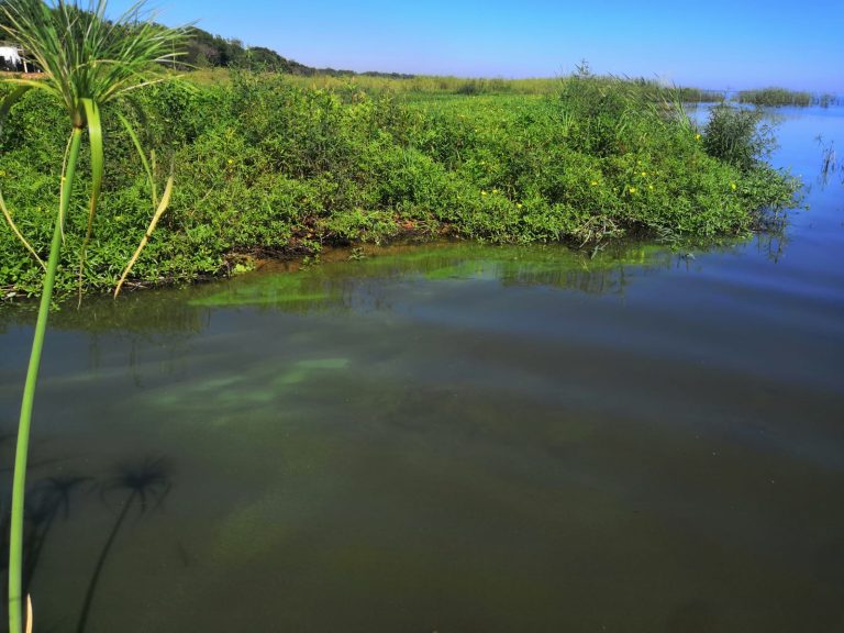 CEMIT participa de investigación internacional sobre floraciones de cianobacterias en América Latina