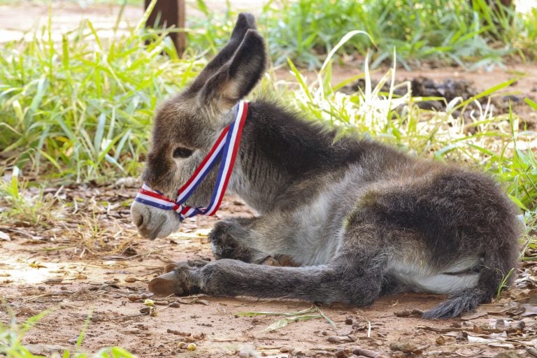 “Solano”, el burrito nacido en la FCV-UNA, aporta valor académico a la formación veterinaria